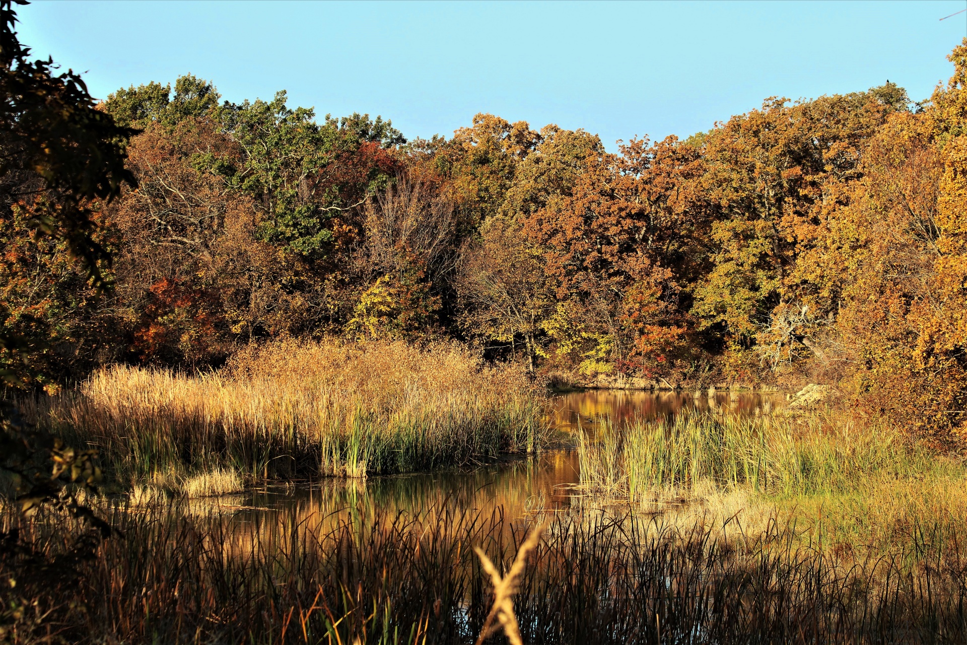 nature landscape water free photo