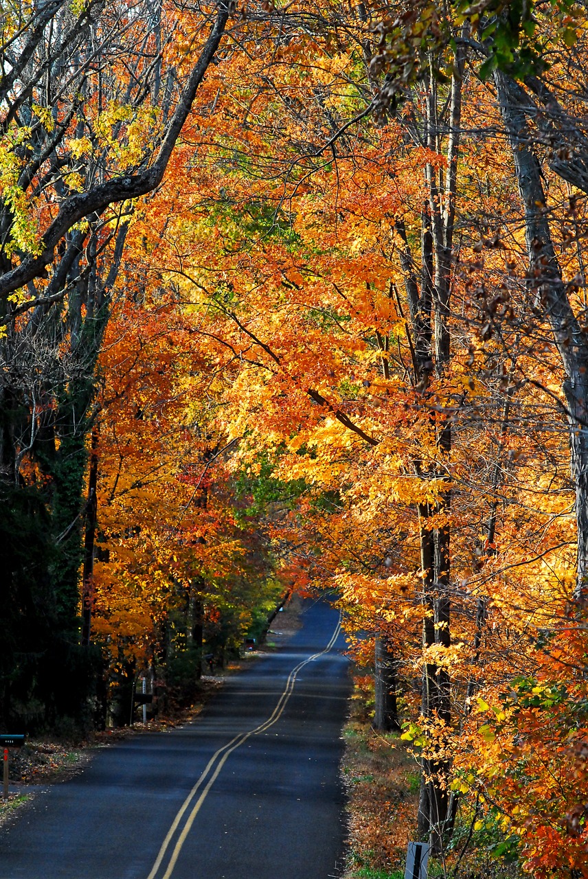 country road autumn fall free photo