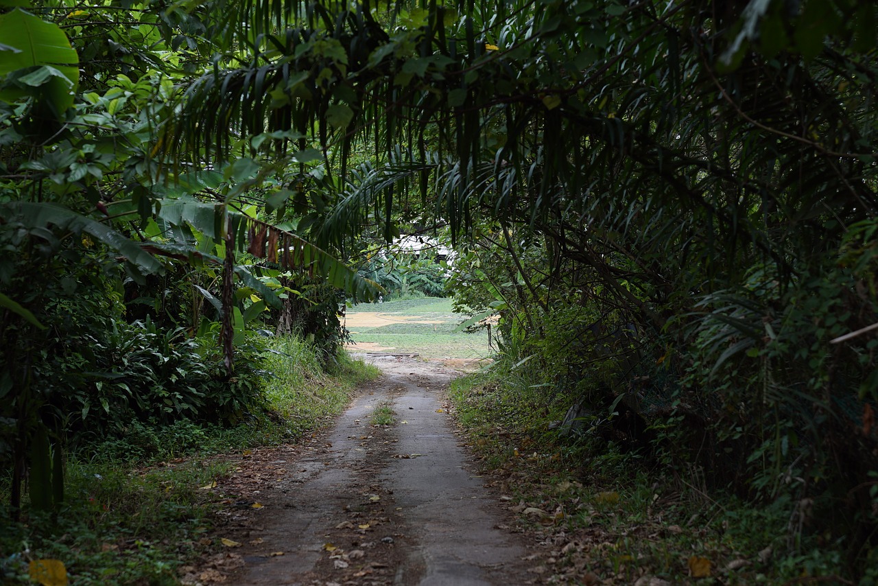 country road tropics green tunnel free photo