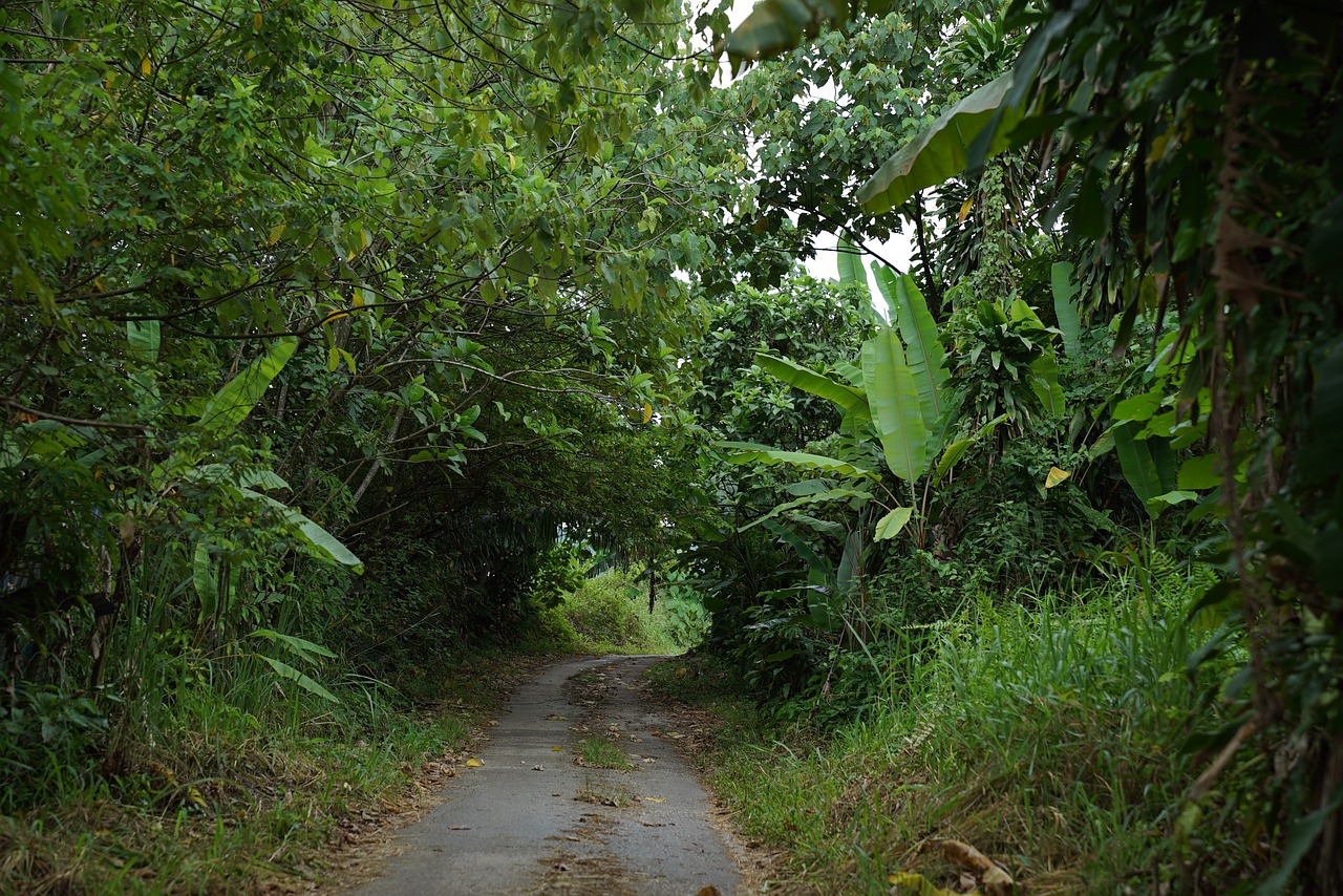 country road tropics green tunnel free photo