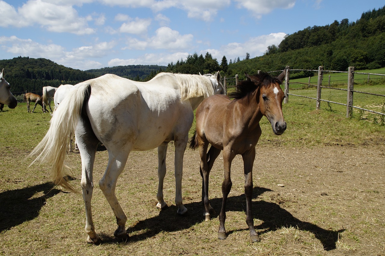 country stud stud mare herd free photo