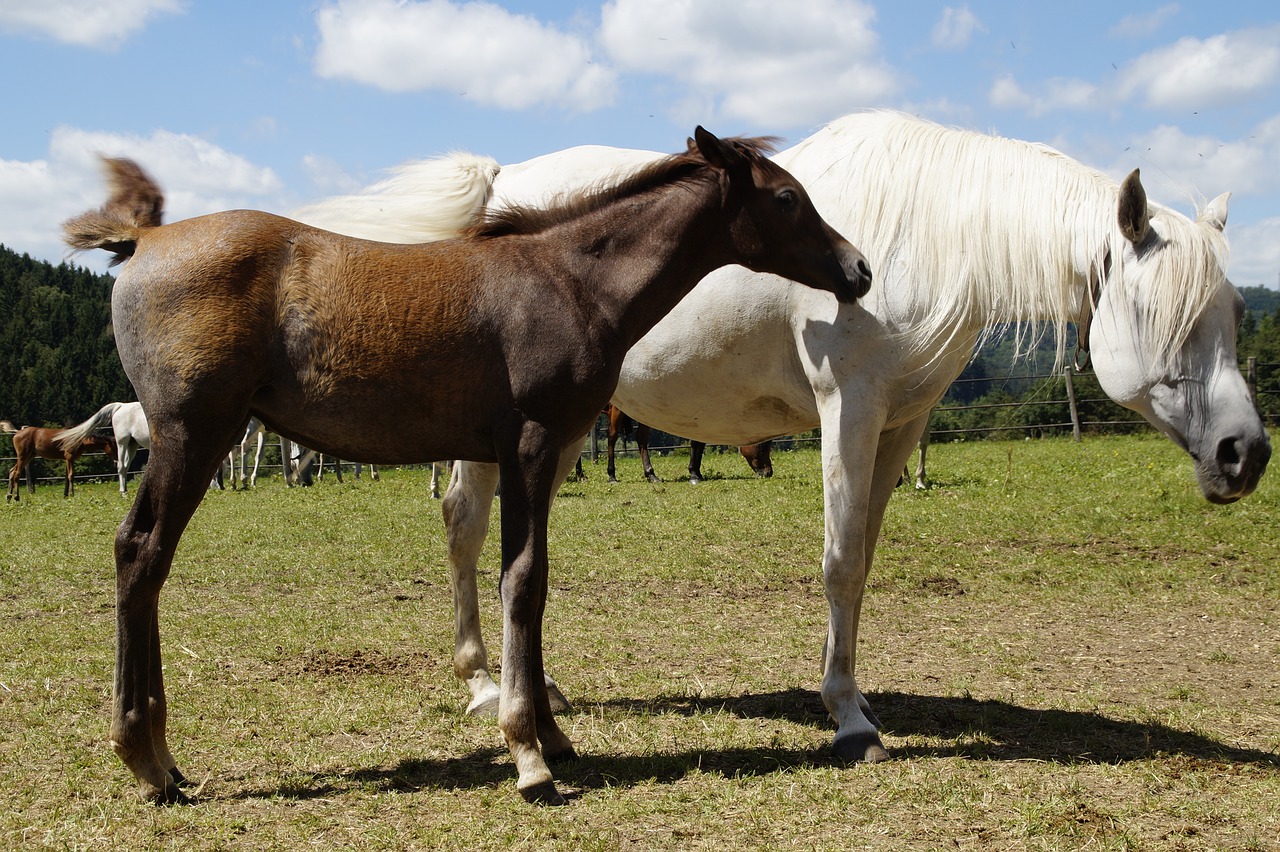 country stud stud mare herd free photo