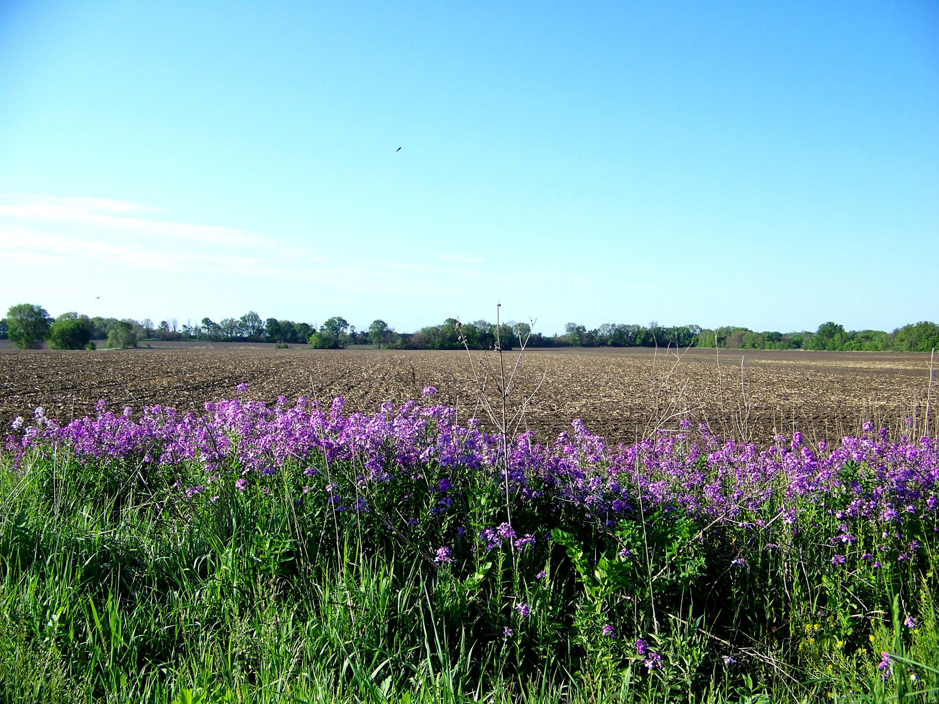 flowers country rural free photo