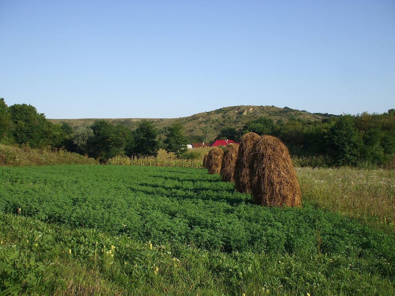 countryside rural haystacks free photo