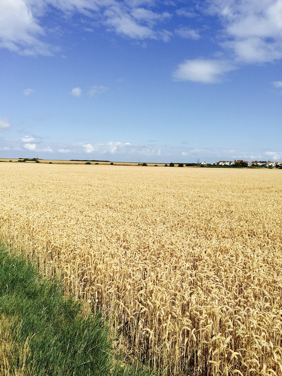 countryside rapeseed blue sky free photo