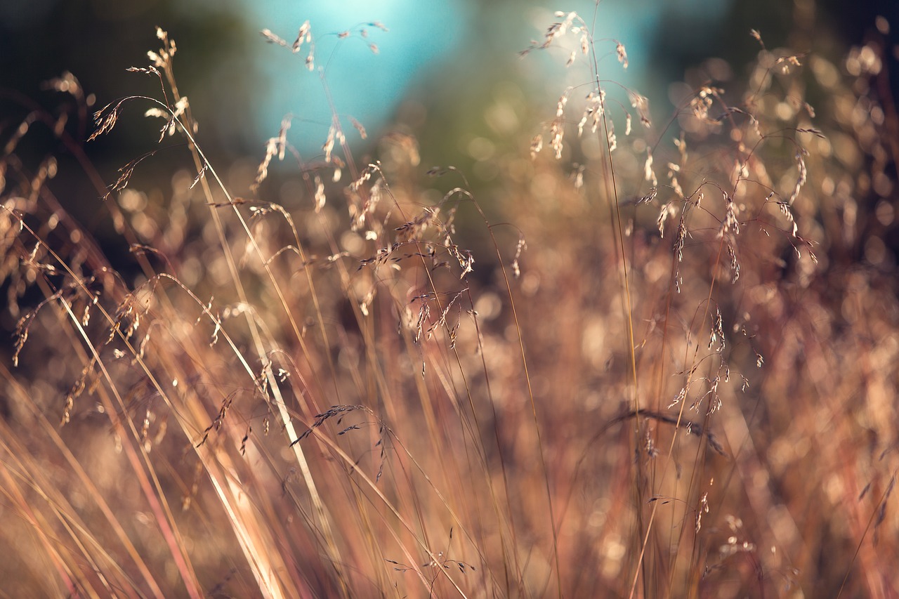 countryside farm field free photo