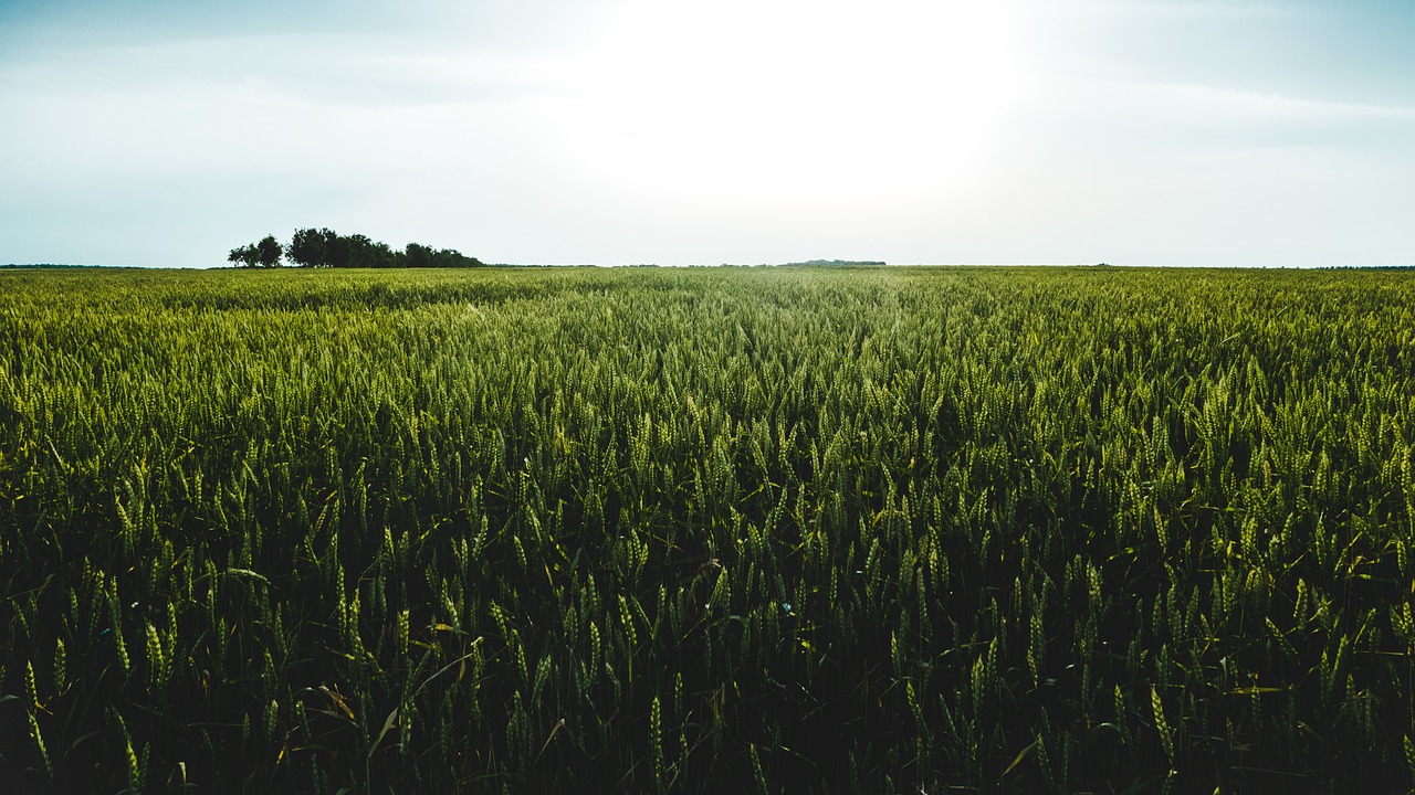 countryside field grass free photo