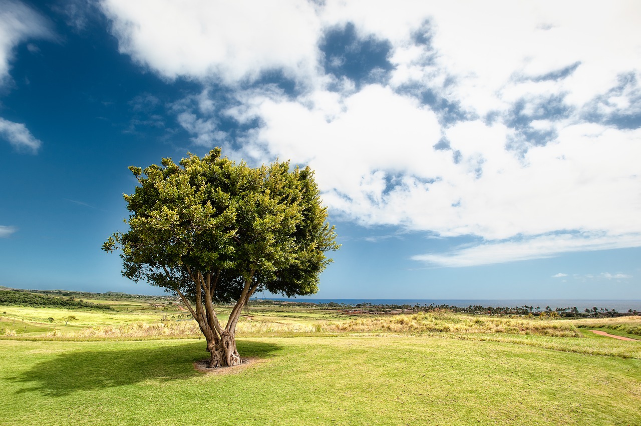 countryside field grass free photo