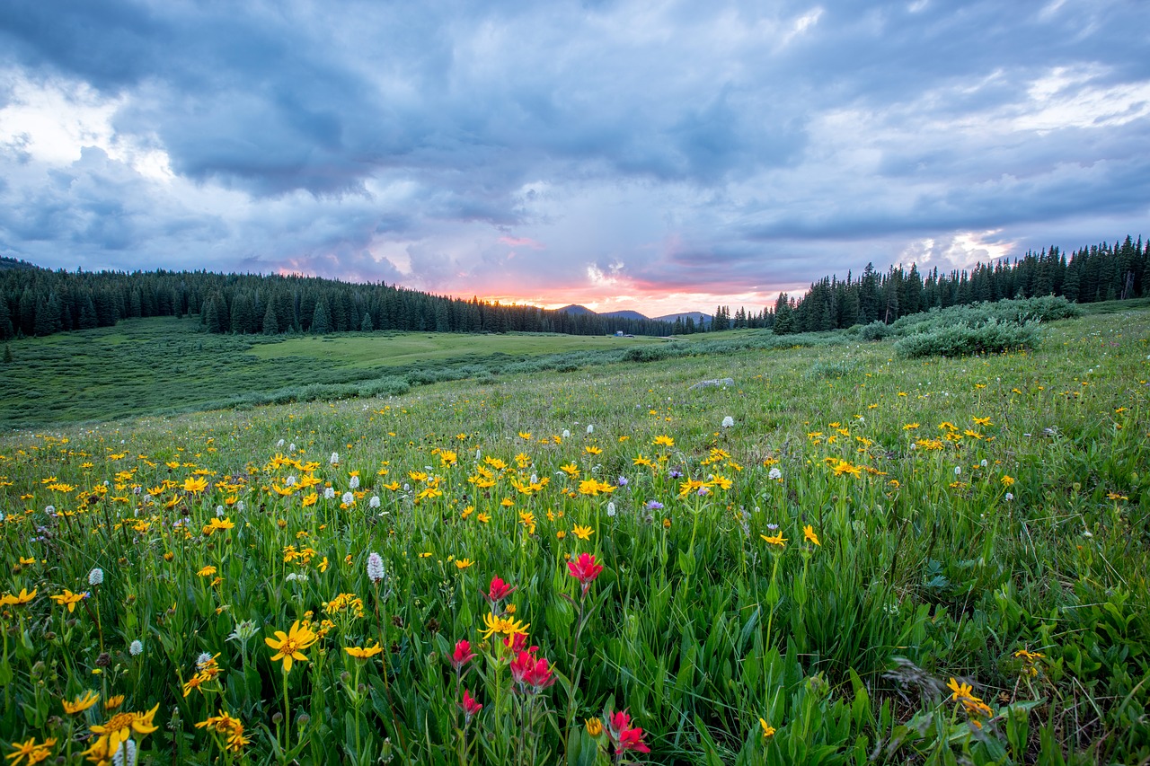 countryside field flora free photo