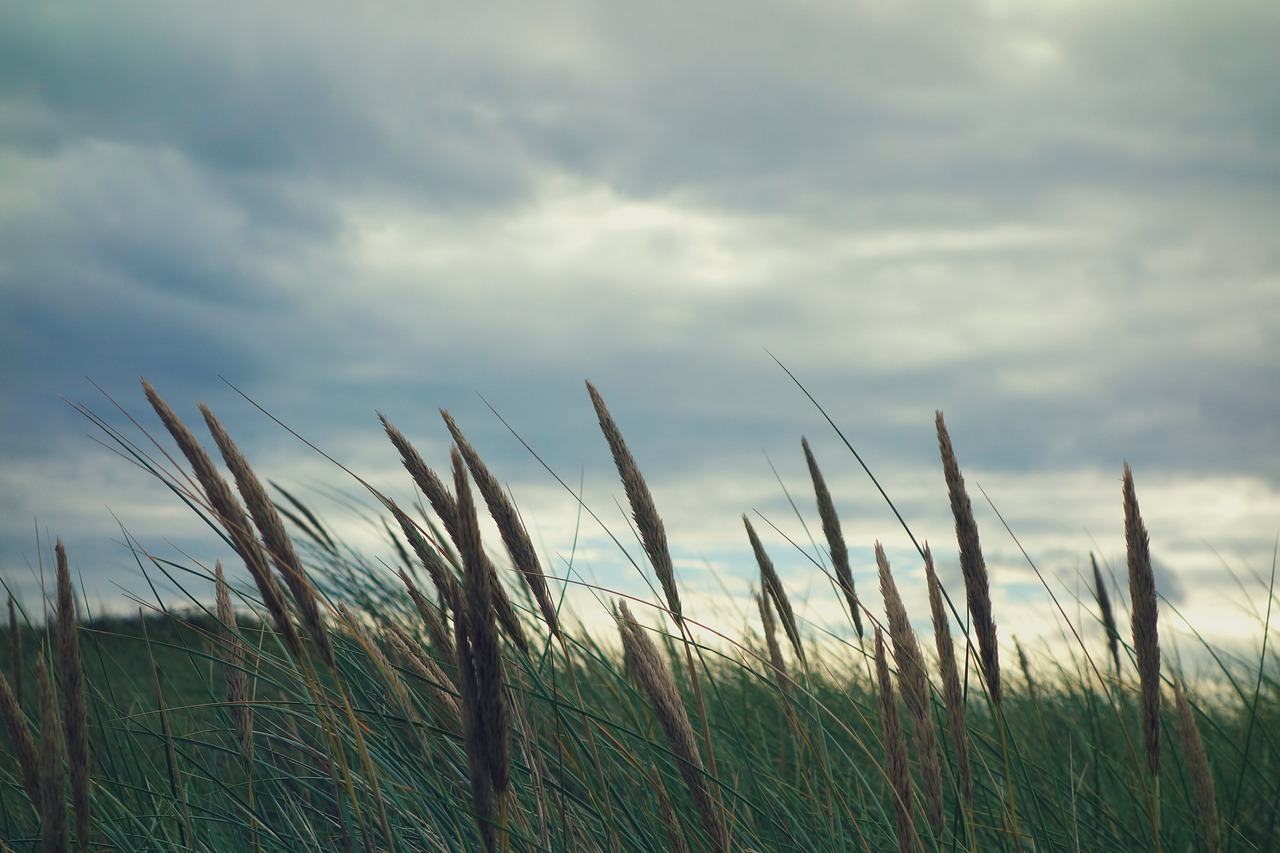 countryside field flora free photo