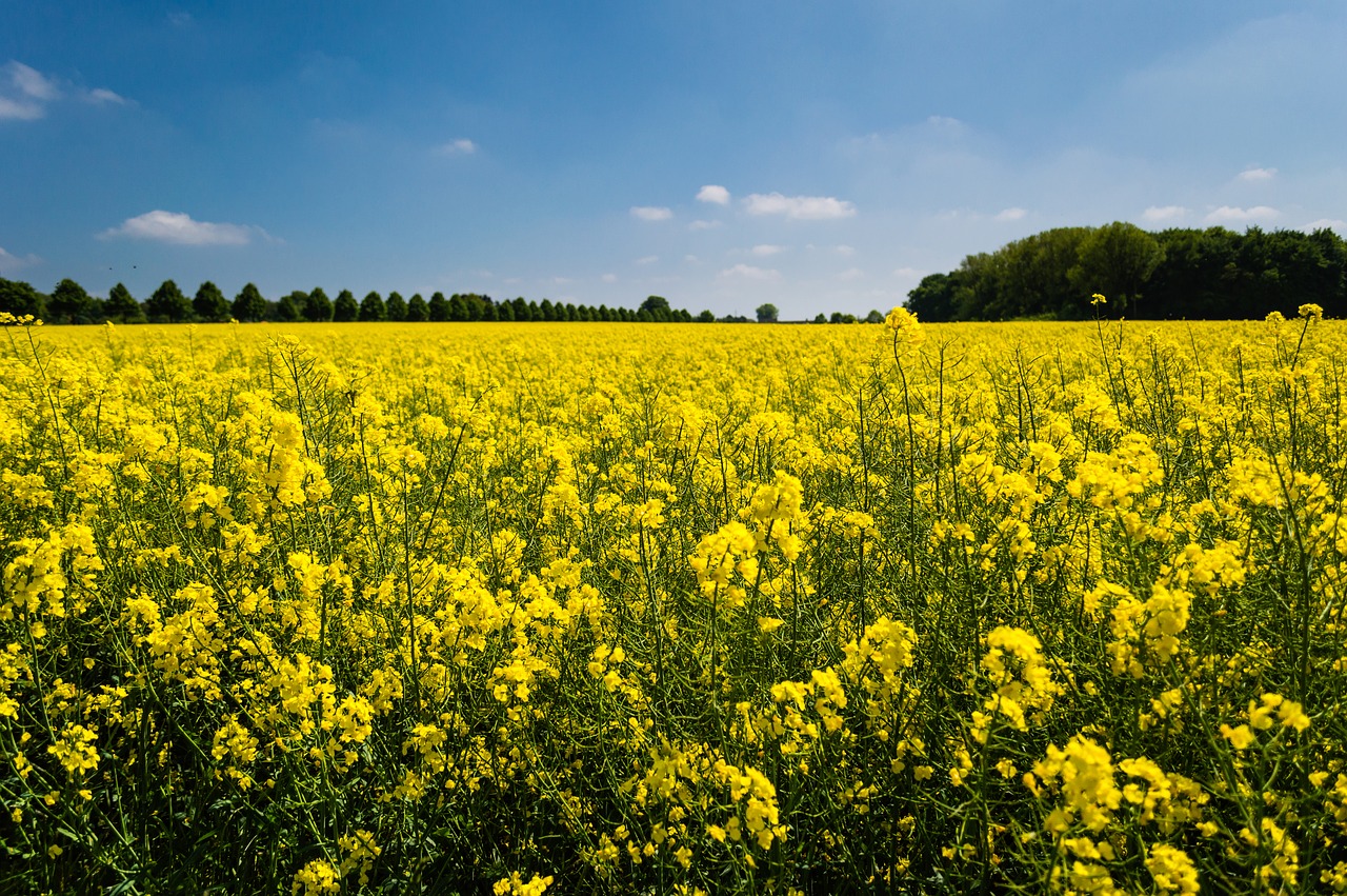 countryside farm field free photo