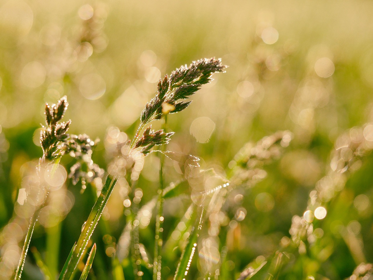 countryside crop farm free photo