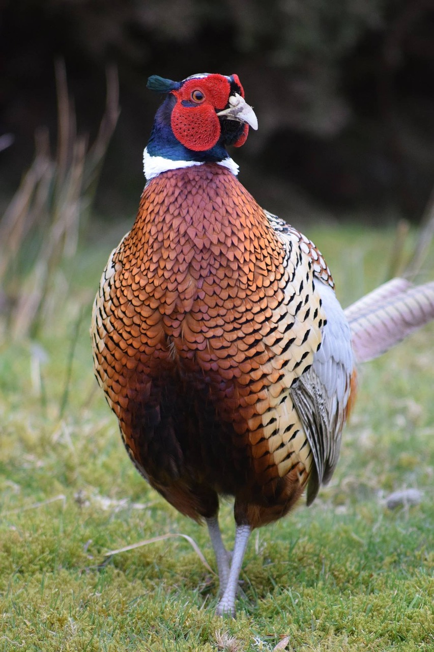 countryside male pheasant free photo