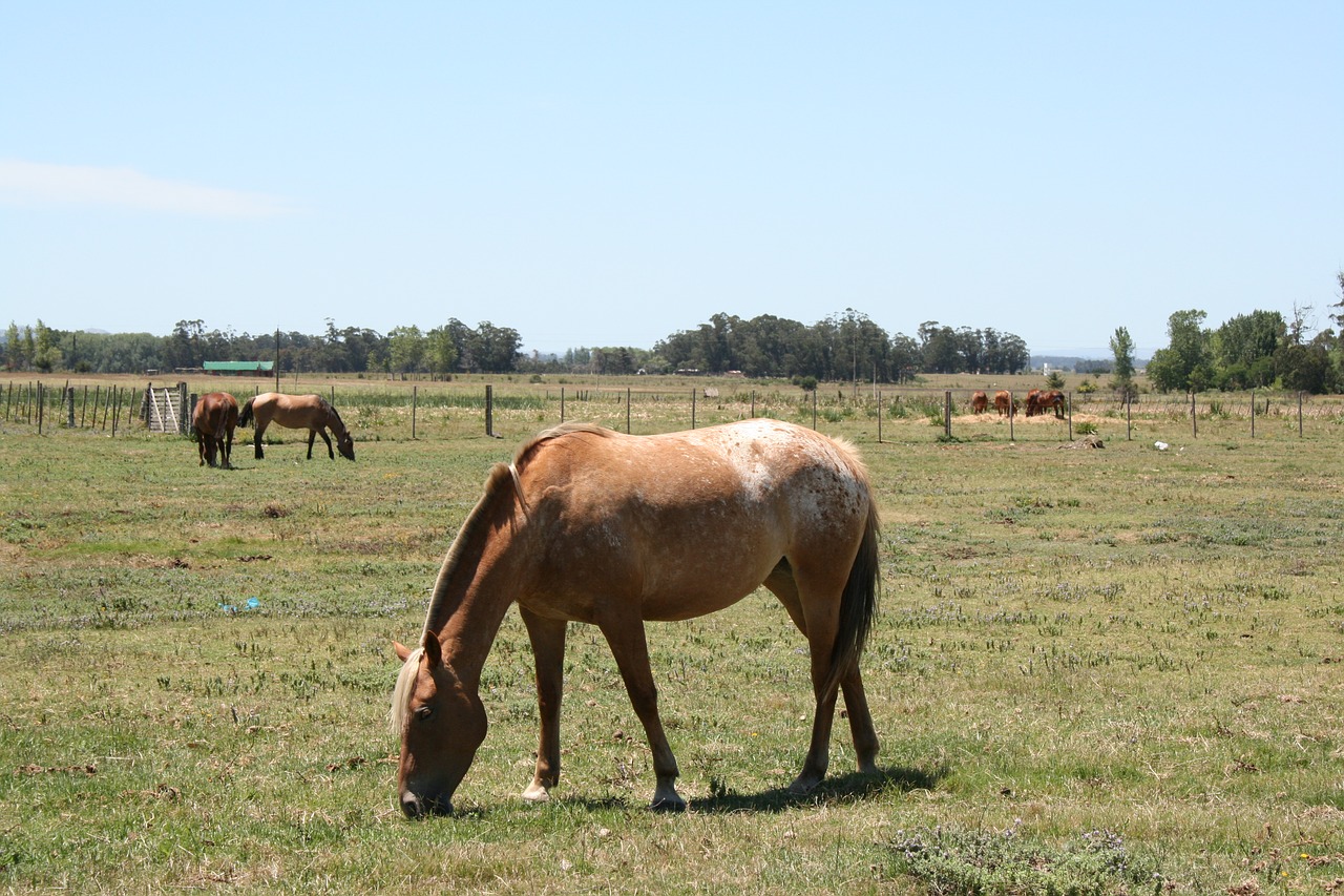 countryside horse grazing free photo