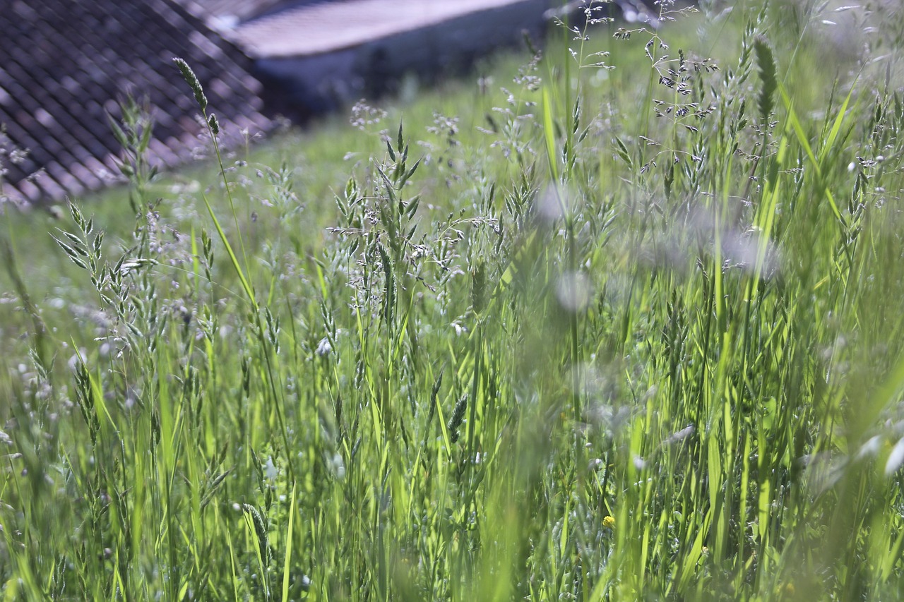 countryside france nature free photo