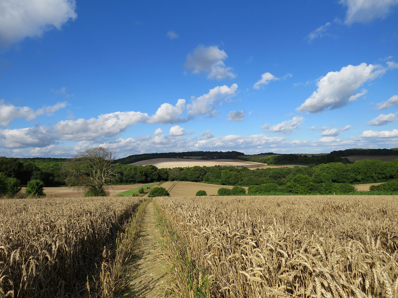 countryside field wheat free photo