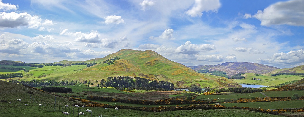 countryside scotland sheep free photo