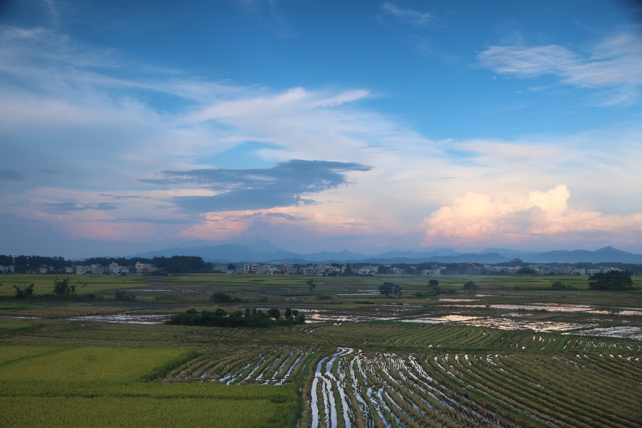 countryside scenery in rice field free photo