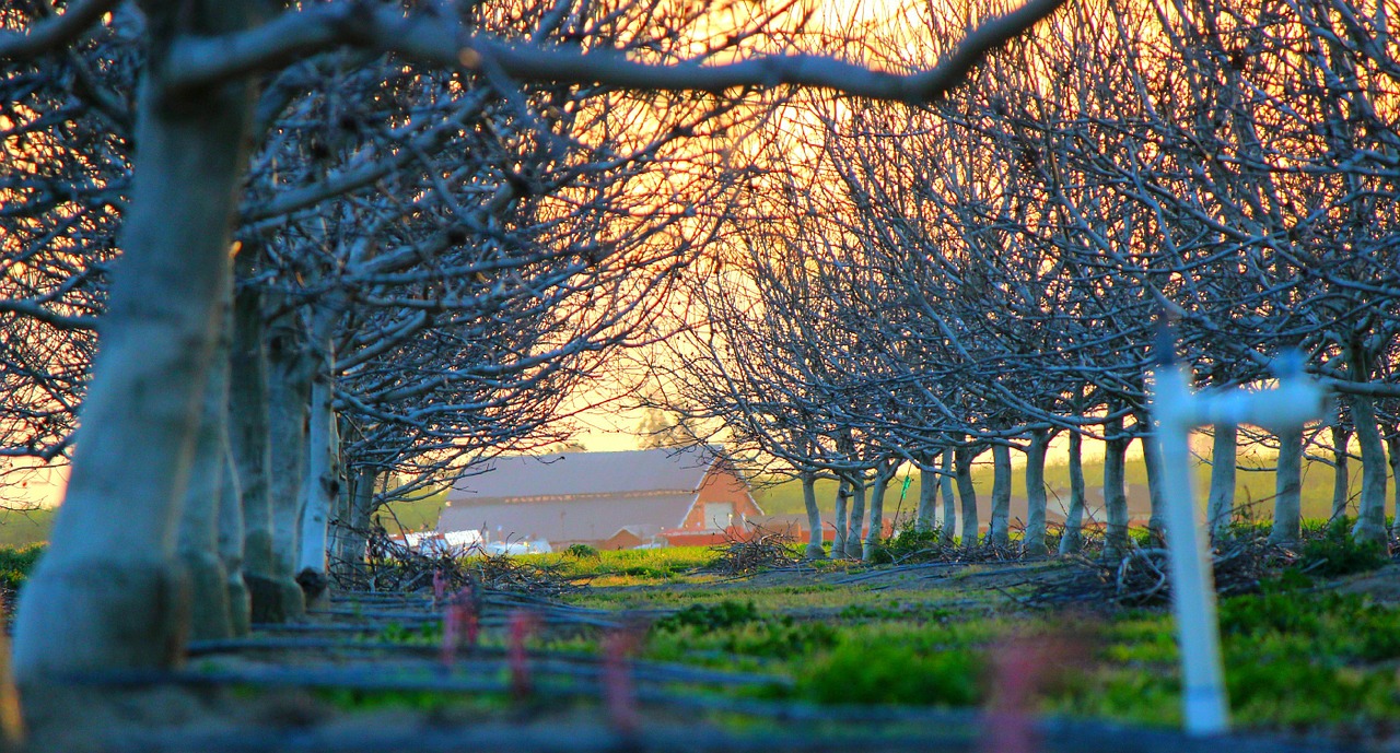 countryside rural trees free photo