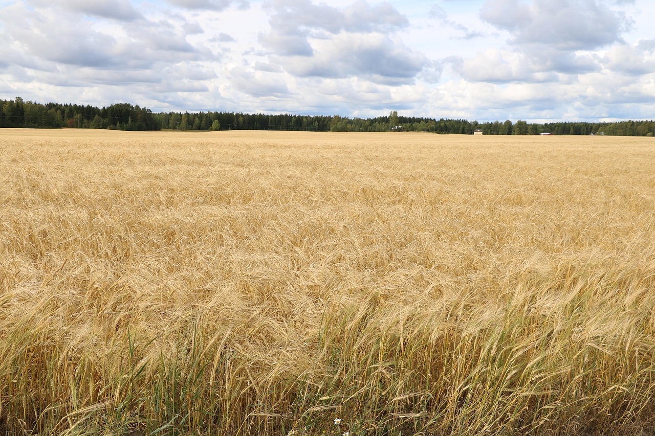 countryside  field  autumn free photo