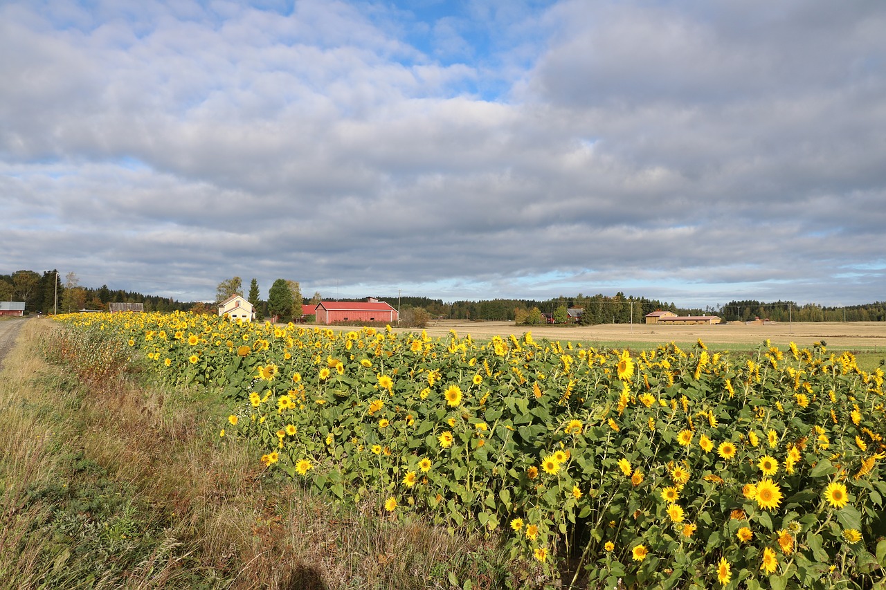 countryside  autumn  flower free photo