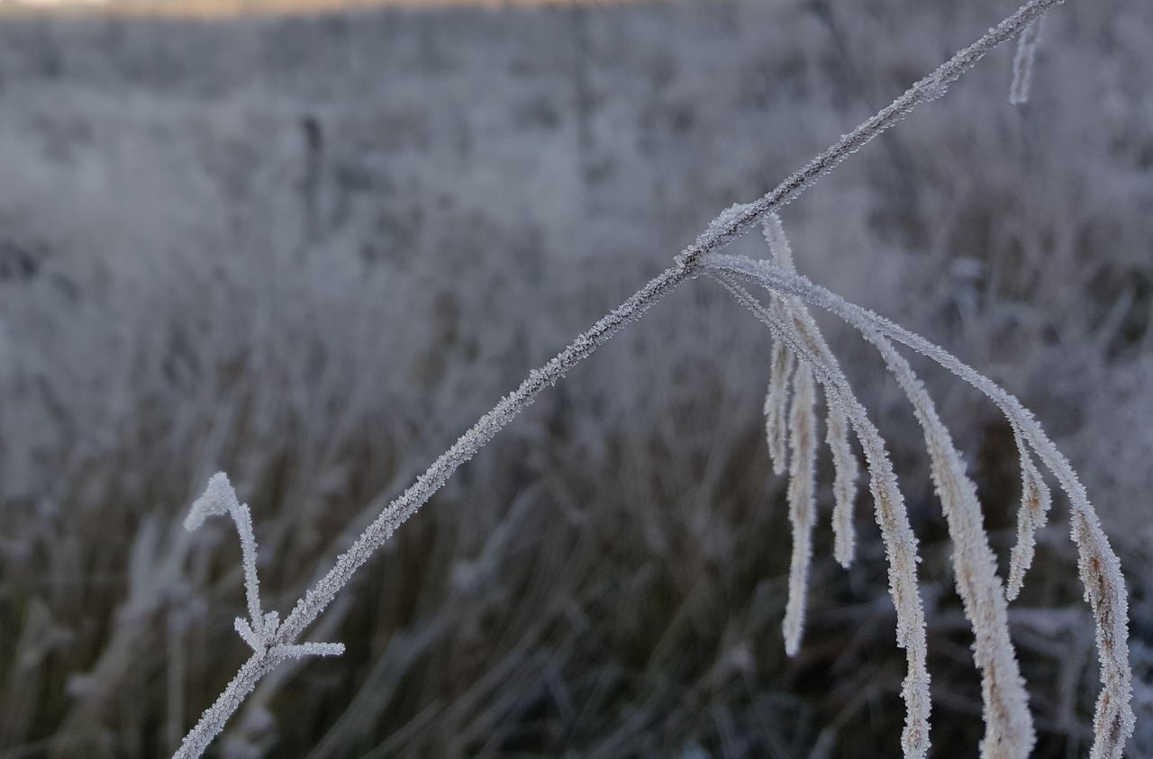 countryside  nature  frozen free photo