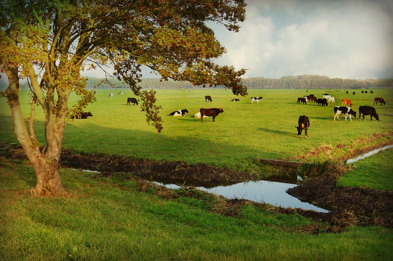 countryside  rural  cattle free photo