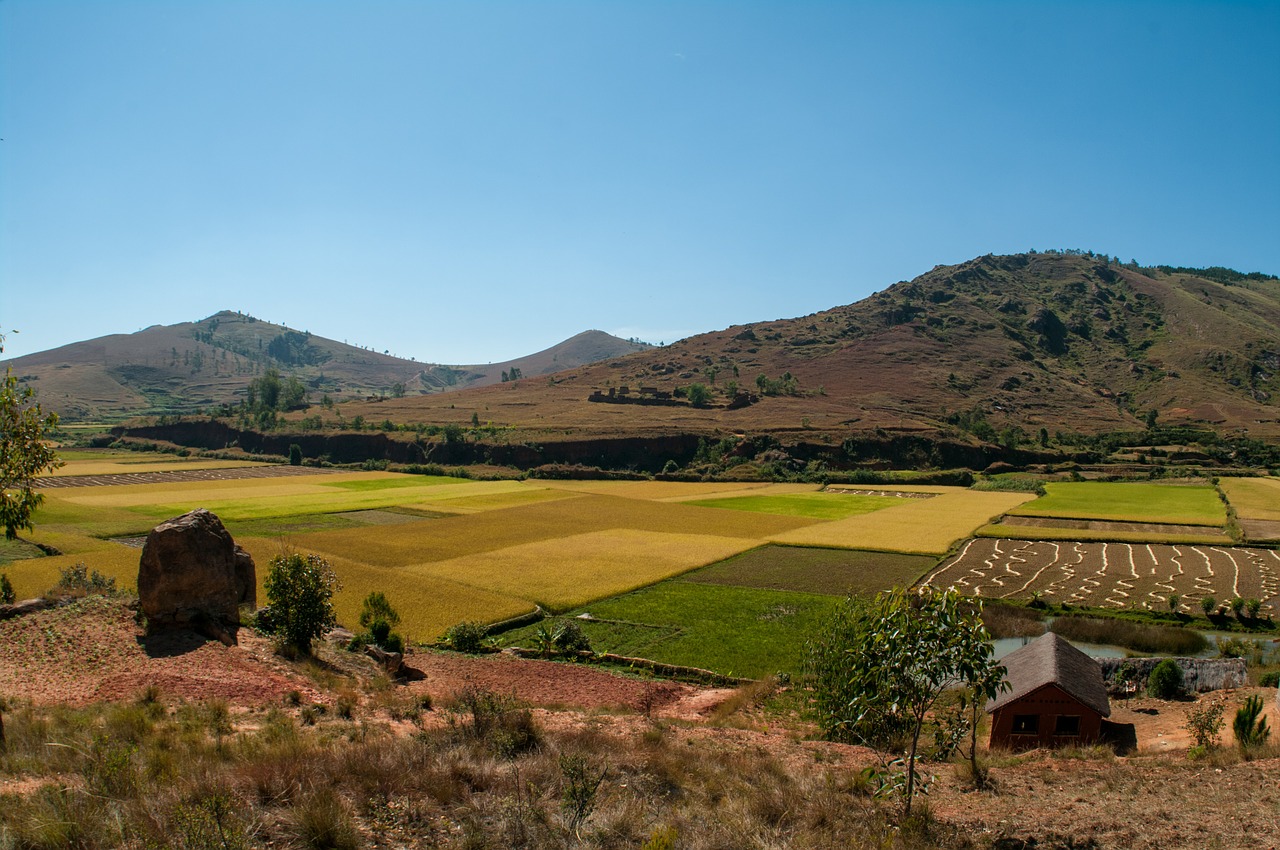 countryside madagascar rice field free photo