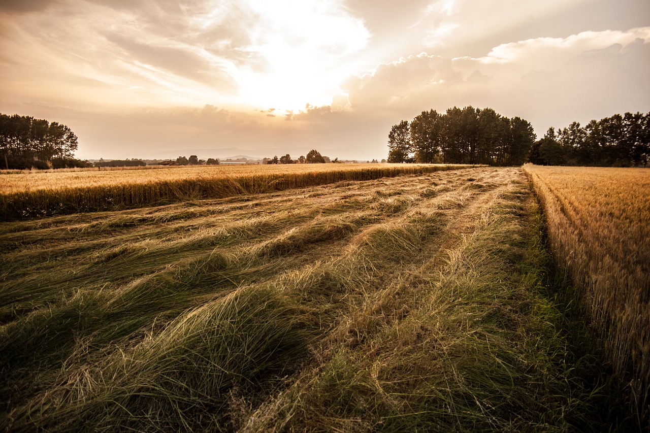 countryside fields agriculture free photo