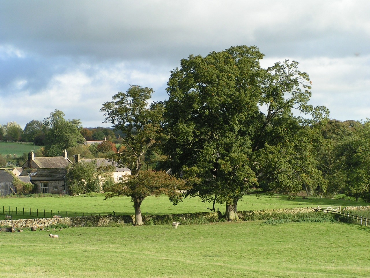 countryside england oak tree free photo
