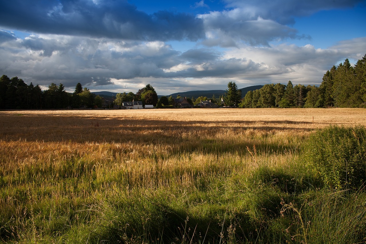 countryside grass nature free photo