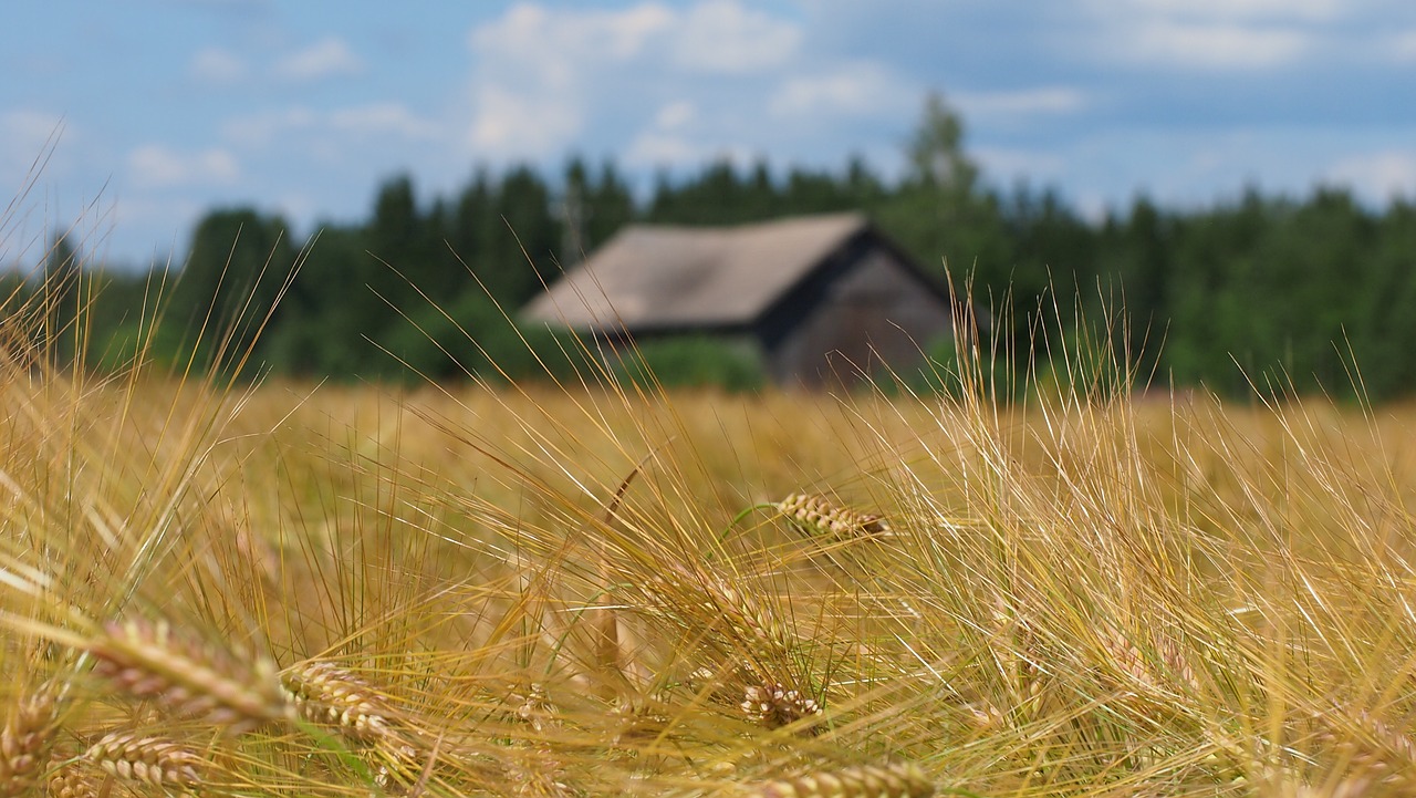 countryside field barn free photo