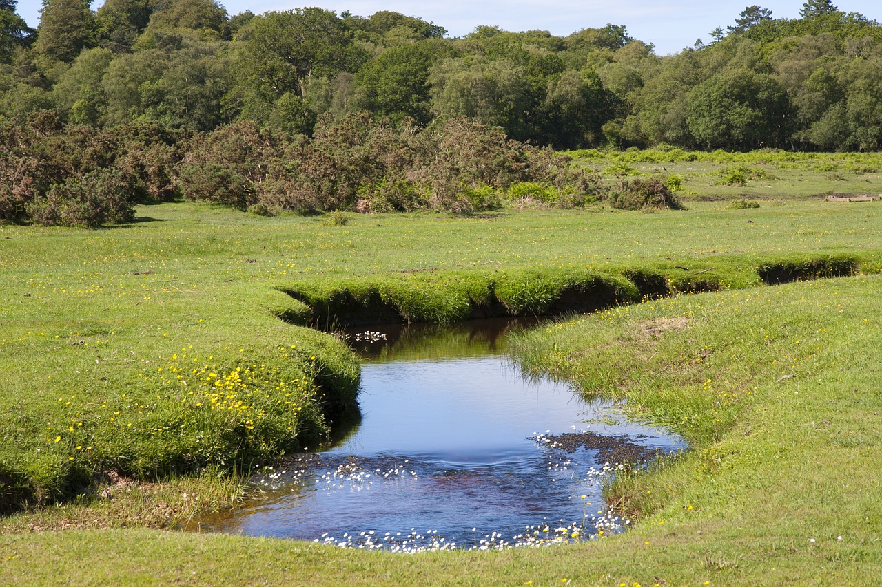 countryside stream brook free photo