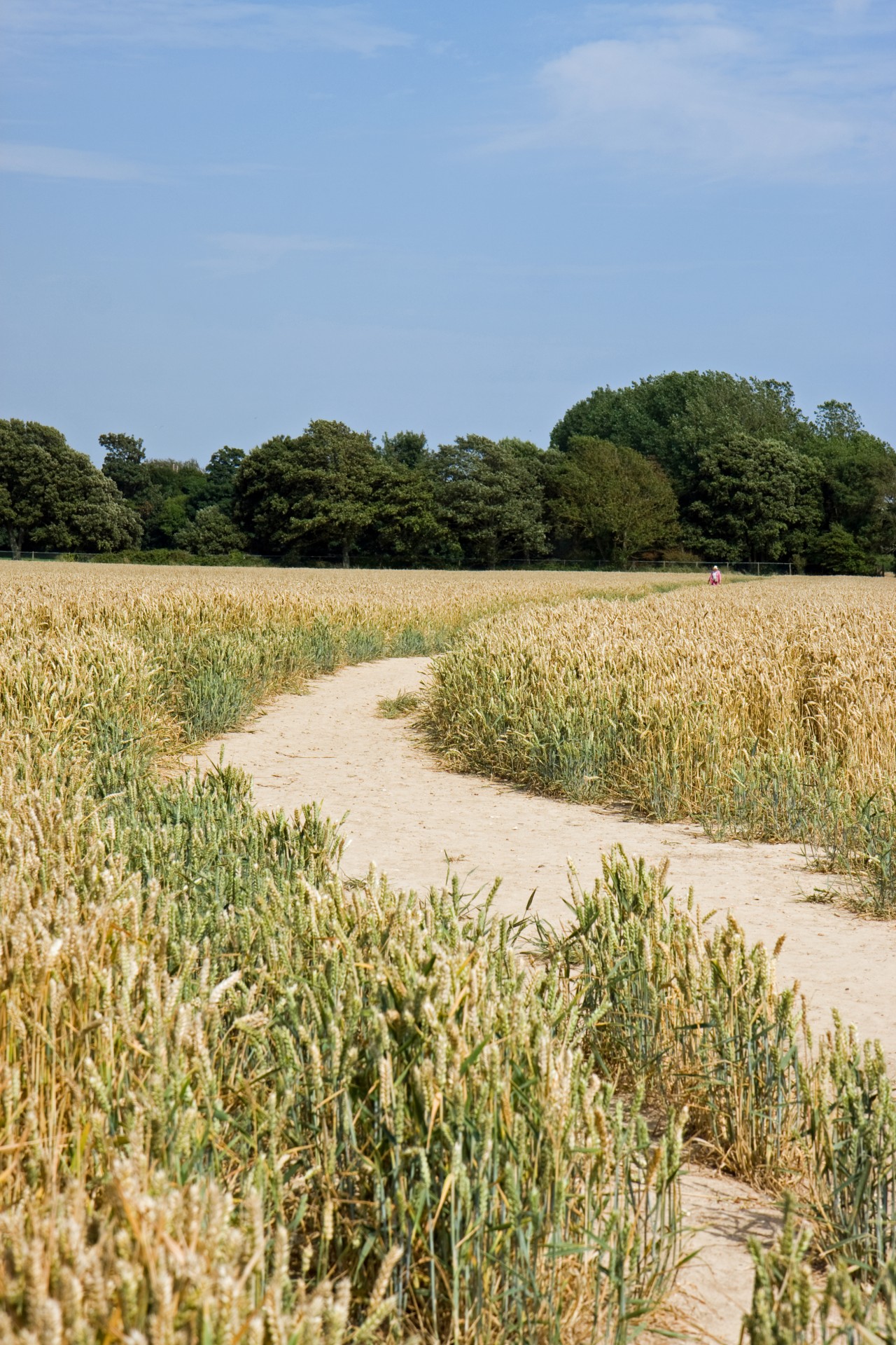 countryside trail track free photo