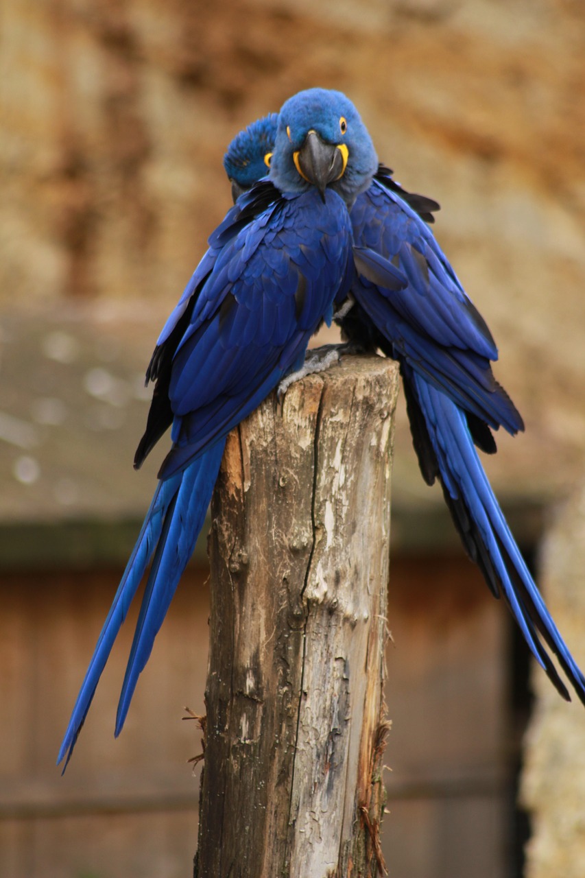 couple parrot animals free photo