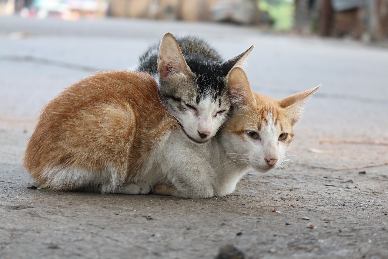 couple cat love free photo