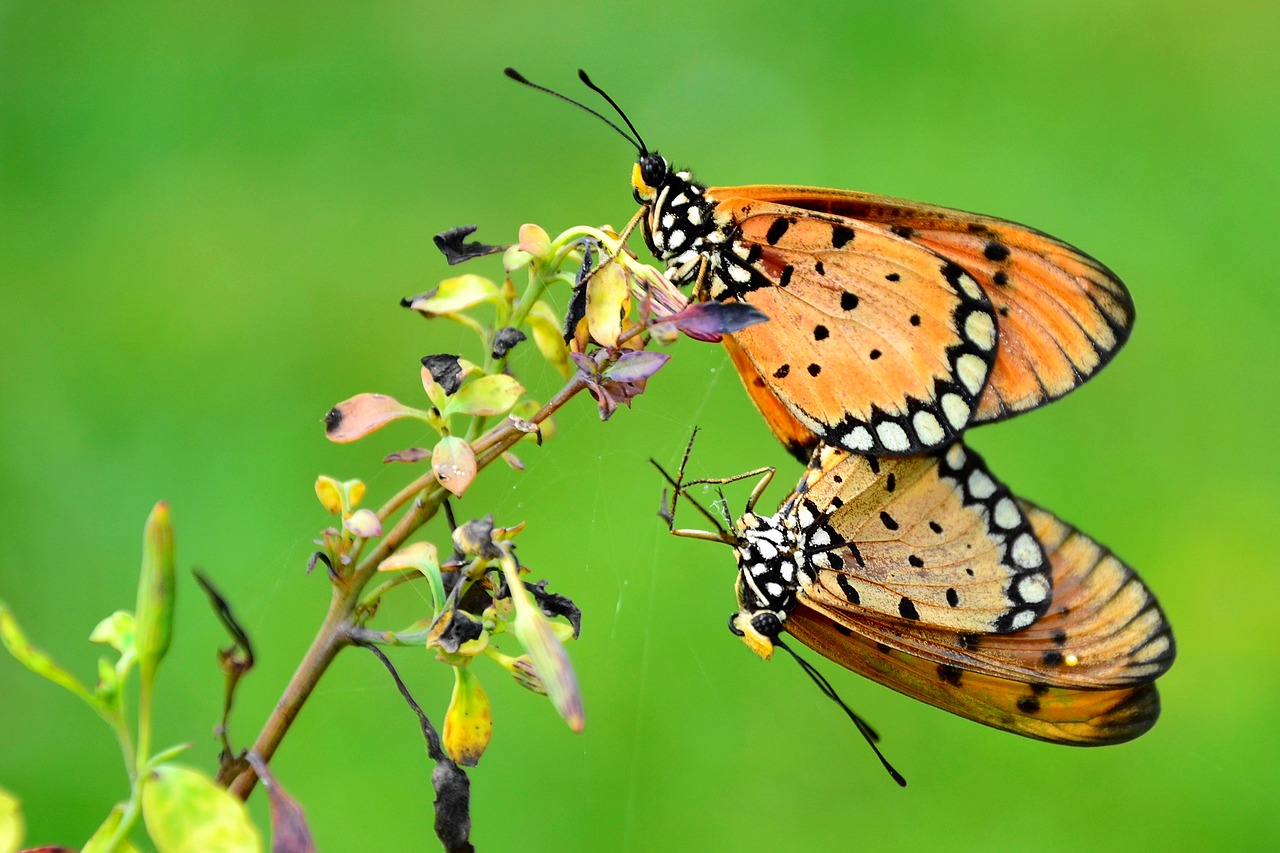 couple butterfly wildlife free photo