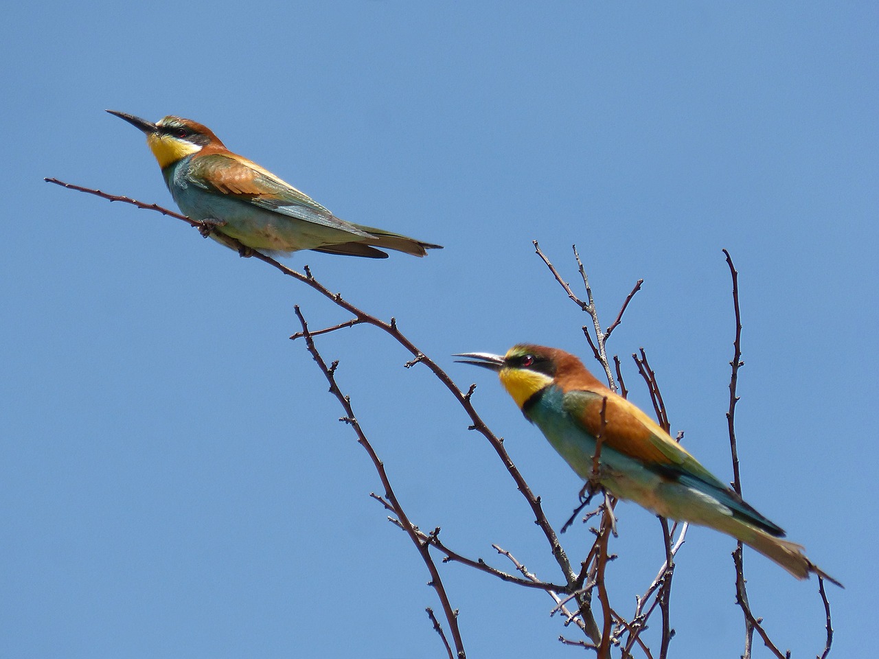 couple  bee-eater  abellarol free photo