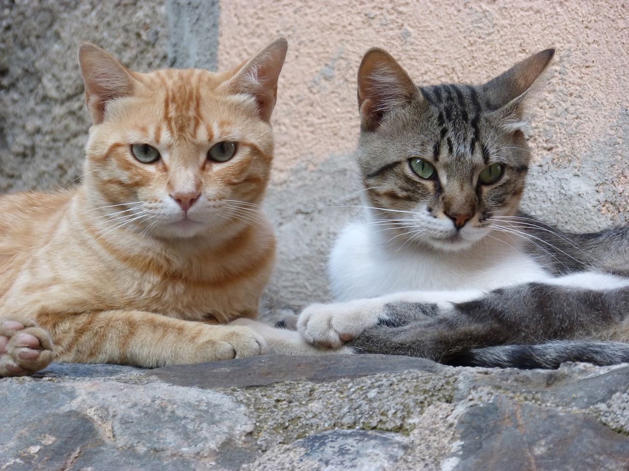 couple  cats  housecat free photo