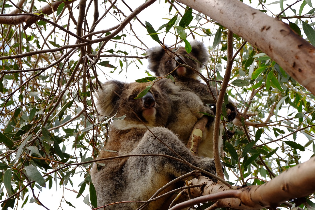 couple  koala  puppy free photo