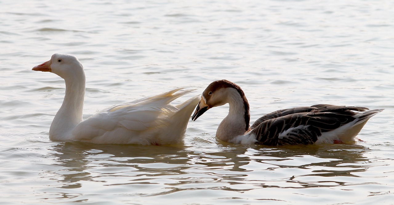 couple  swan  bird free photo