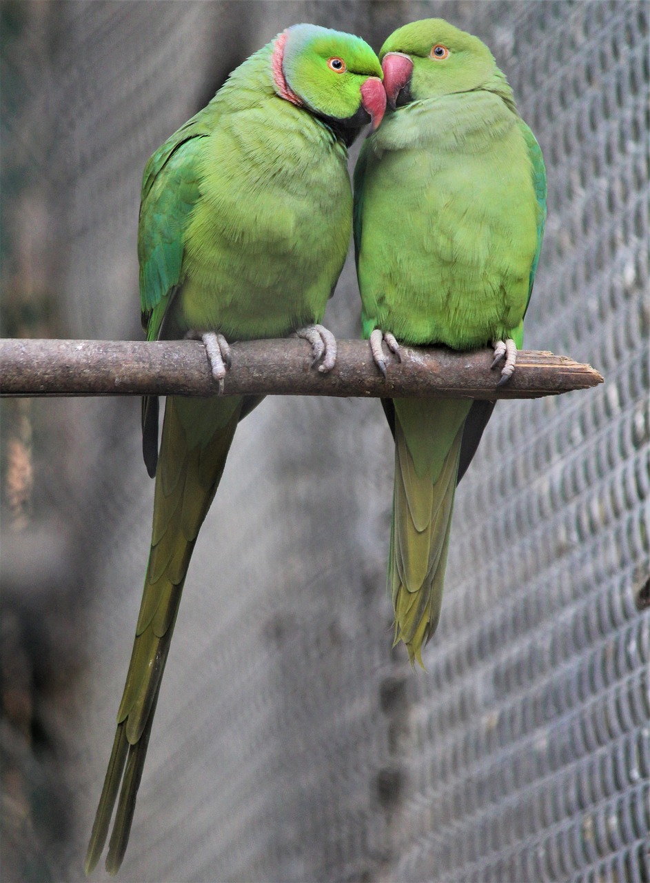 couple  sweet  parrots free photo