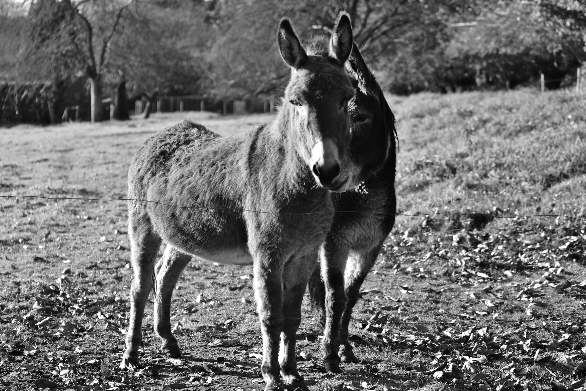 meadow donkeys farm free photo