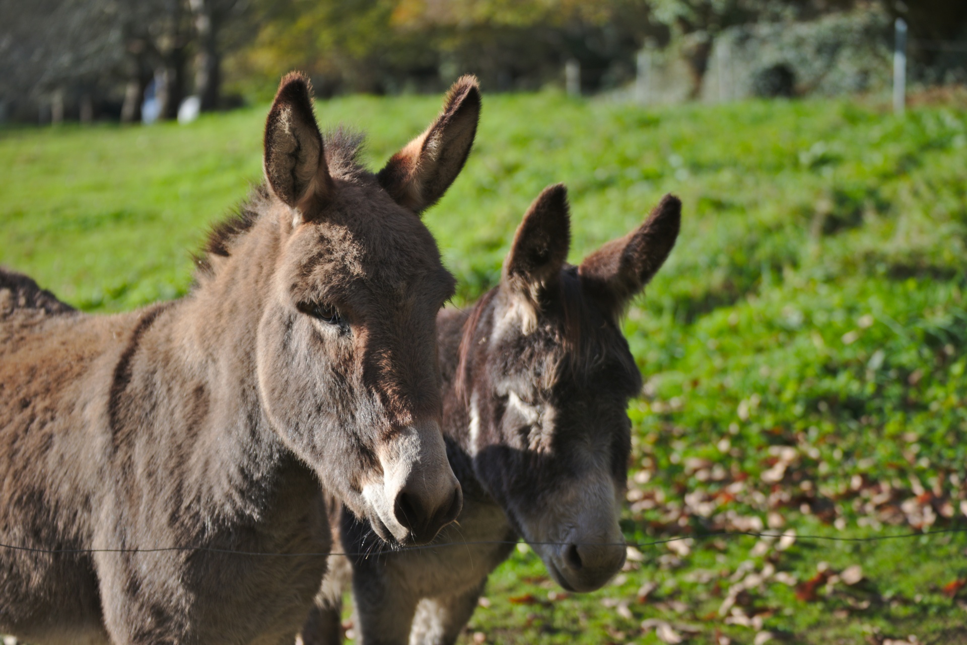 donkeys animals farm free photo
