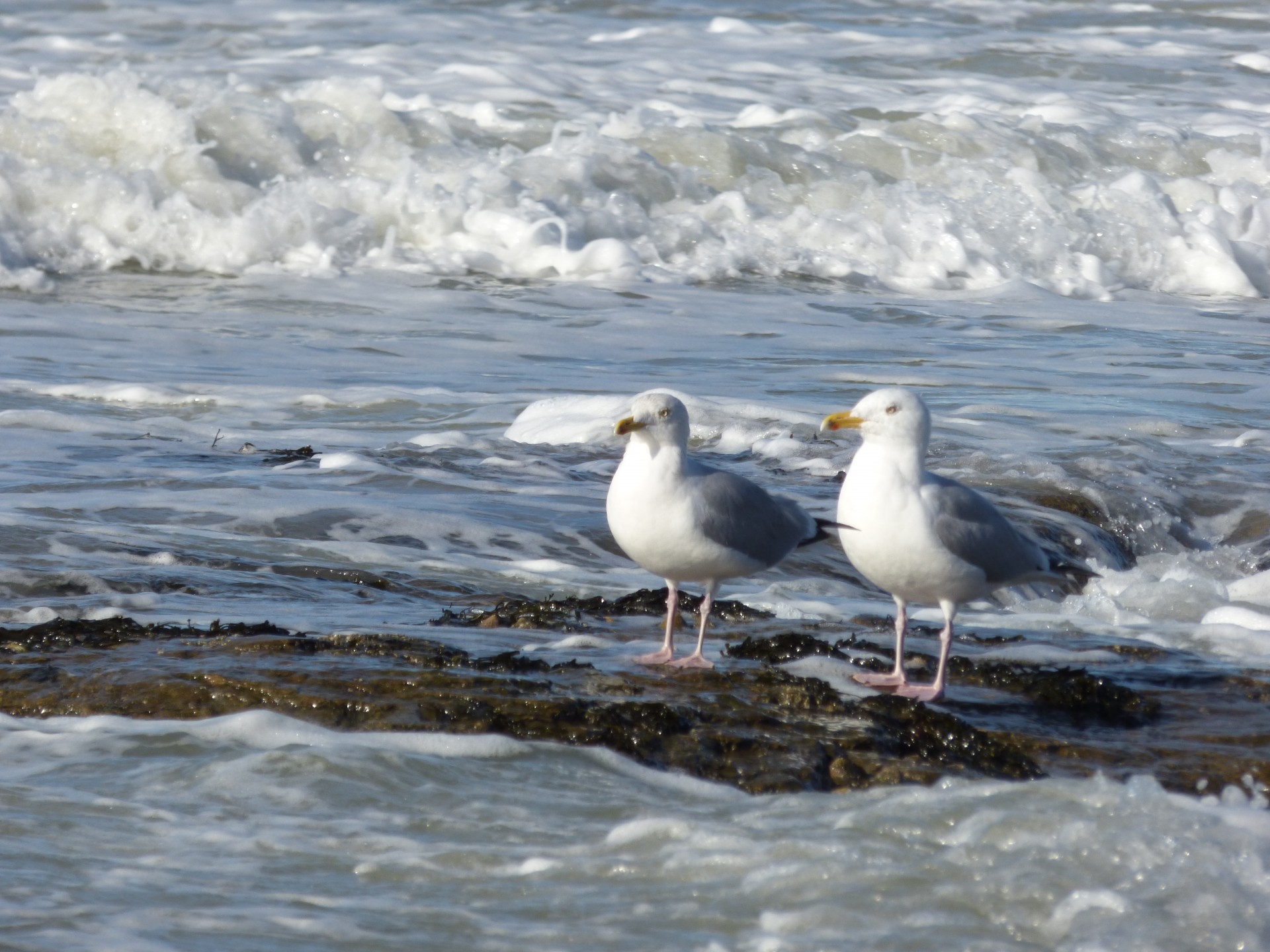 seagull beach bird free photo