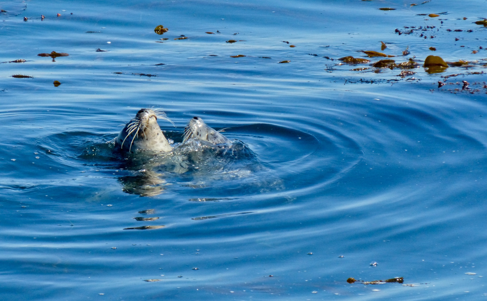 monterey bay aquarium love seals free photo
