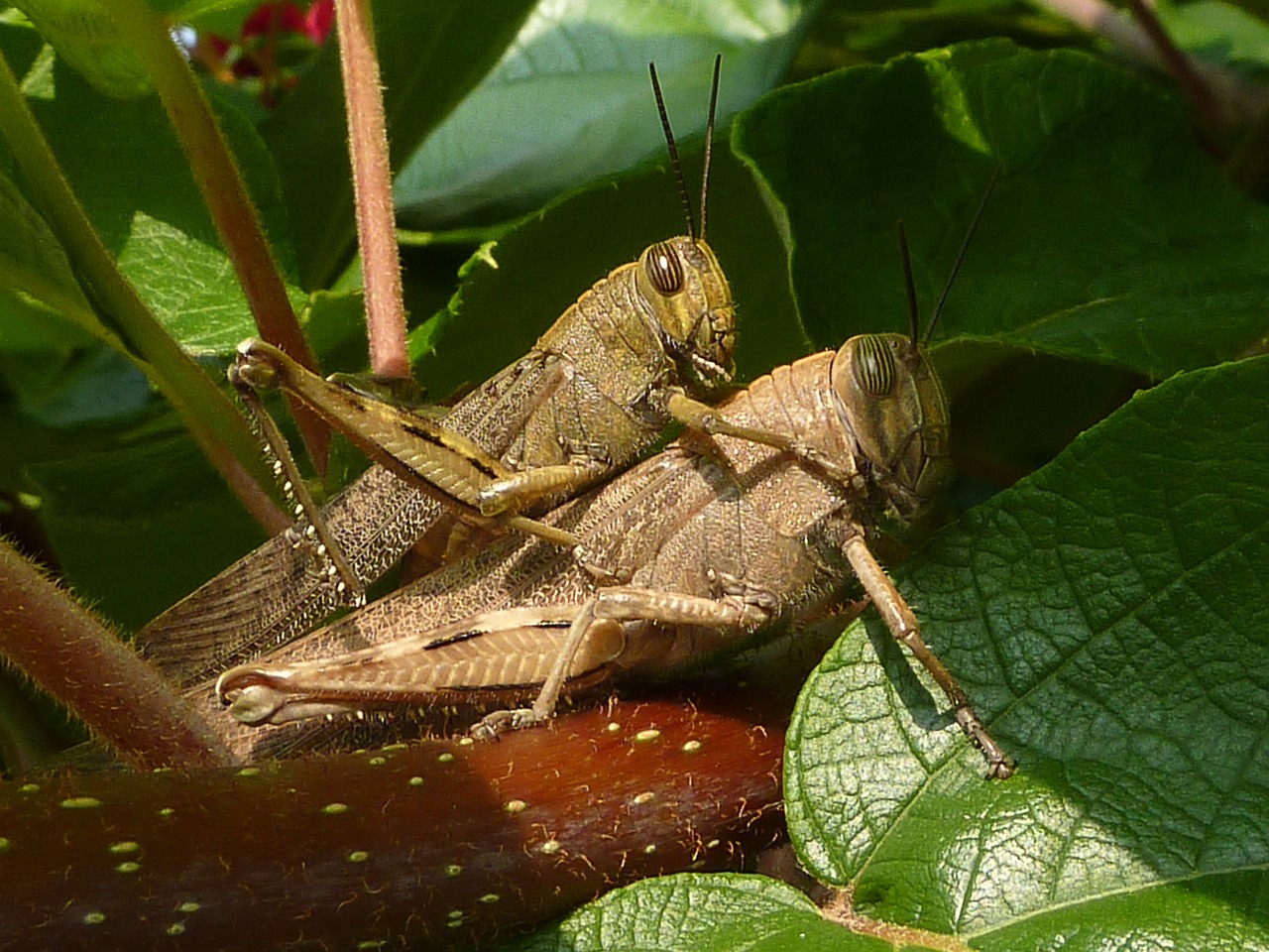 coupling grasshoppers insects free photo