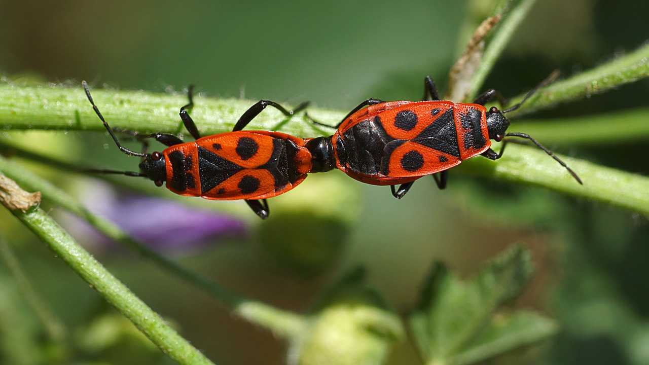 coupling insects nature free photo