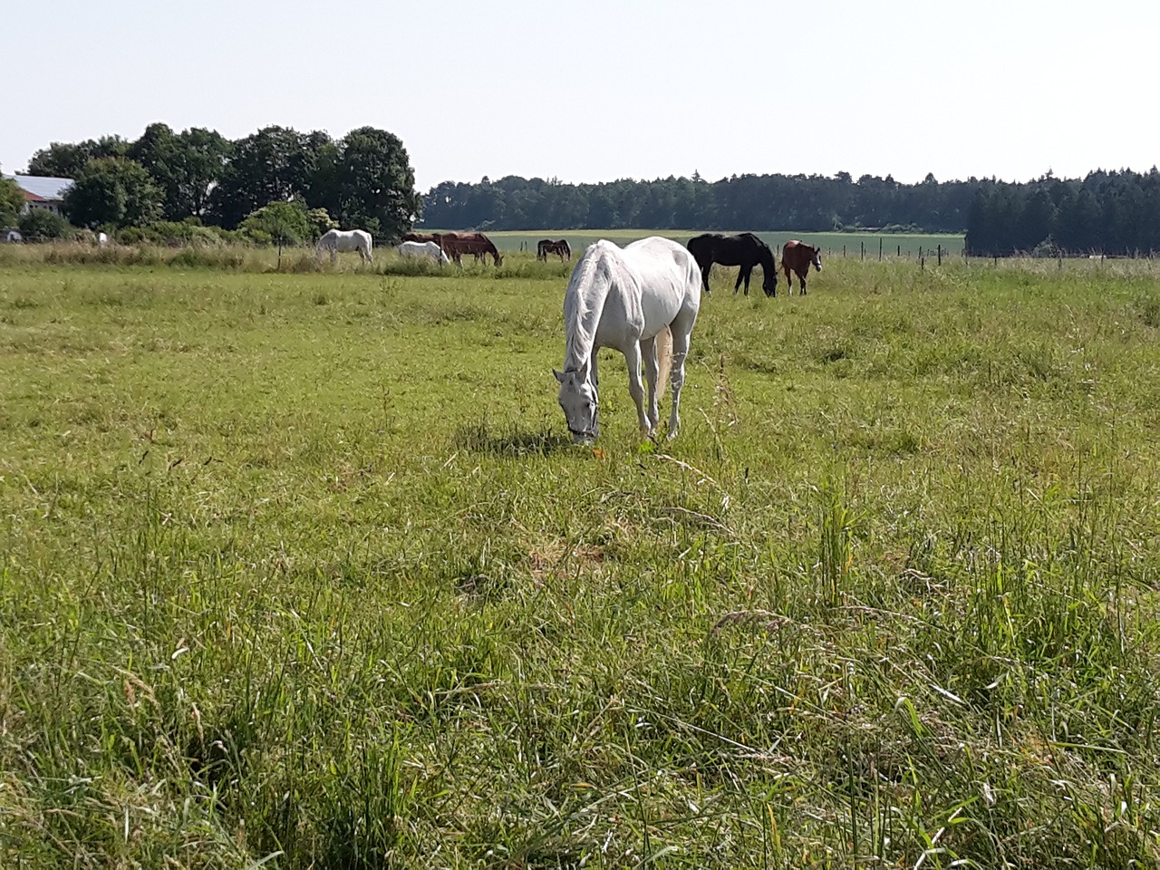 coupling horses pasture free photo