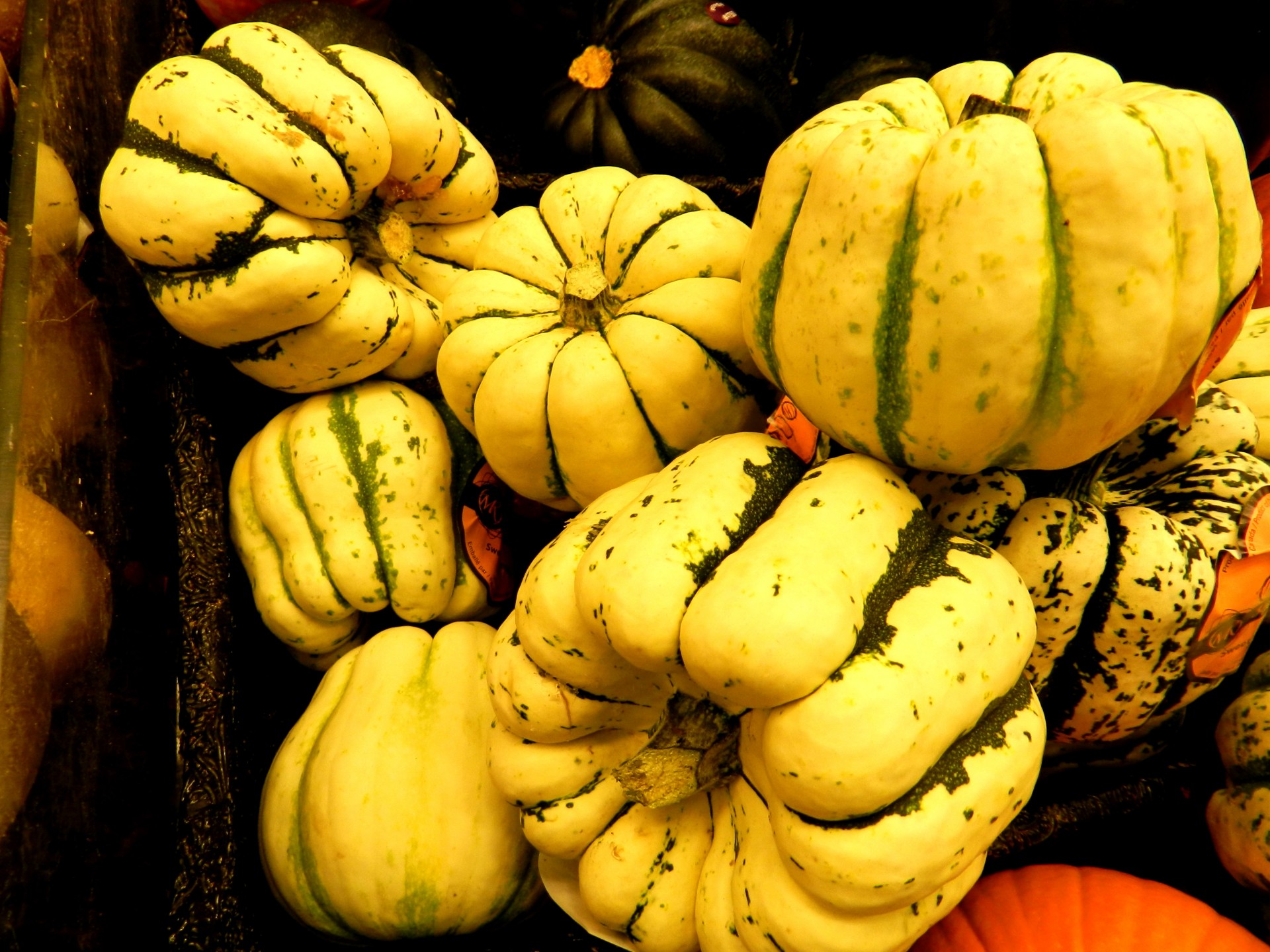squash autumn vegetable squash and zucchini (1) free photo